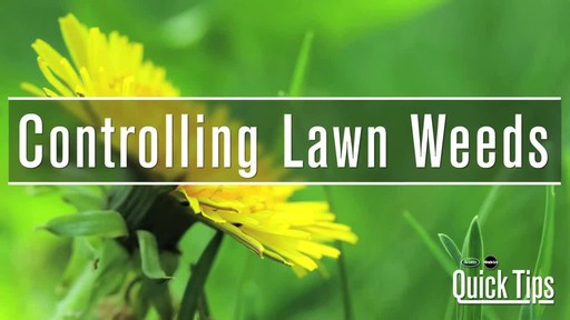 Controlling Lawn Weeds with Frankie Flowers - image 1 from the video