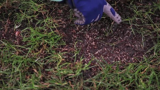 Repairing Lawn Patches with Frankie Flowers - image 6 from the video