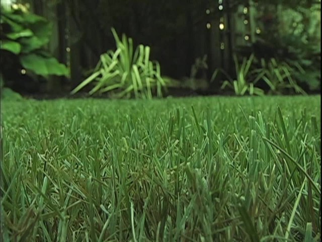 How to Maintain Your Lawn During the Fall - image 10 from the video