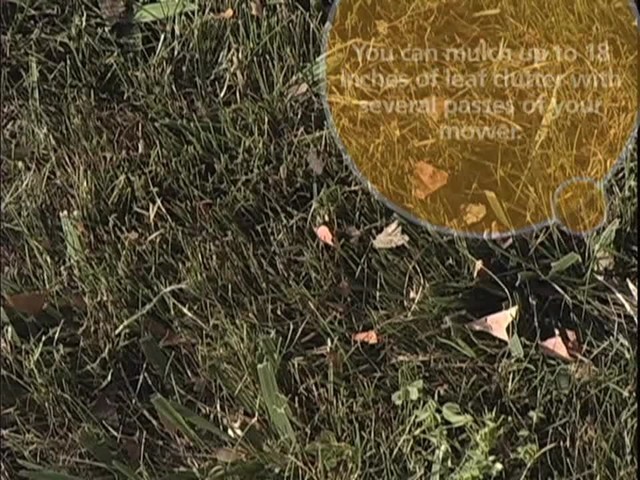 How to Maintain Your Lawn During the Fall - image 4 from the video
