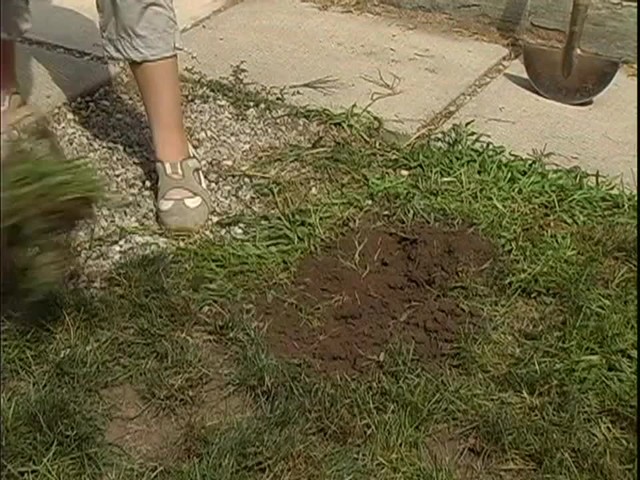 How to Maintain Your Vegetable Garden - image 4 from the video