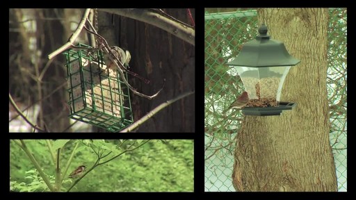 Scott's NutriThrive Wild Bird Food - image 9 from the video