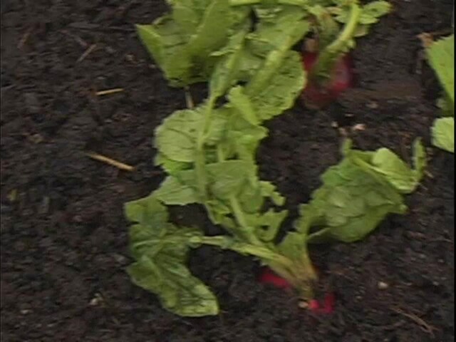 How to Start Your Own Vegetable Garden - image 1 from the video