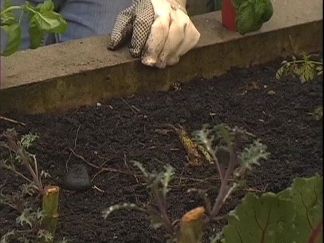 How to Start Your Own Vegetable Garden - image 3 from the video