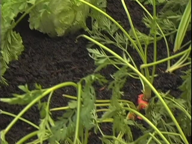 How to Start Your Own Vegetable Garden - image 6 from the video