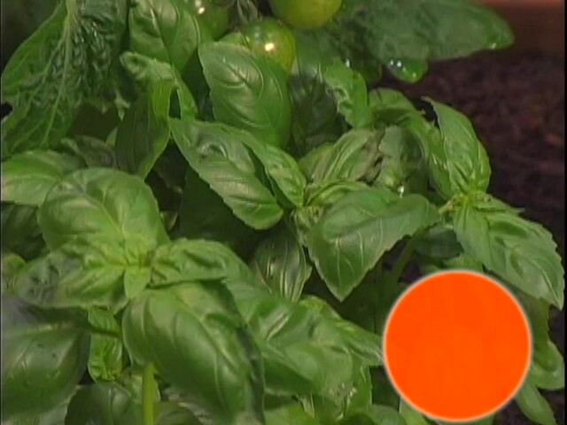 How to Start Your Own Vegetable Garden - image 7 from the video