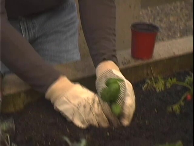 How to Start Your Own Vegetable Garden - image 8 from the video