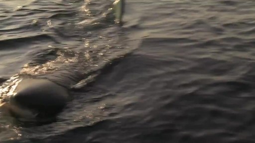 COSTA DEL MAR Blackfin Sunglasses - image 5 from the video
