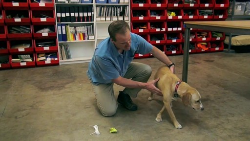 RUFFWEAR How to Measure Your Dog's Girth - image 4 from the video