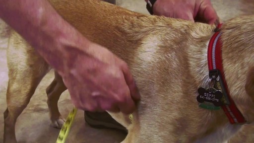 RUFFWEAR How to Measure Your Dog's Girth - image 5 from the video