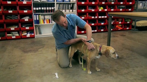 RUFFWEAR How to Measure Your Dog's Girth - image 6 from the video