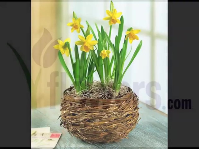 Delightful Daffodil Garden Care & Handling Tips - image 10 from the video