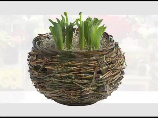 Delightful Daffodil Garden Care & Handling Tips - image 4 from the video