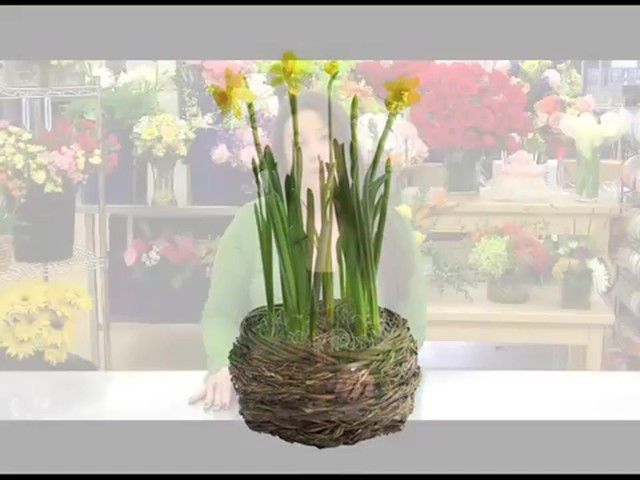 Delightful Daffodil Garden Care & Handling Tips - image 8 from the video