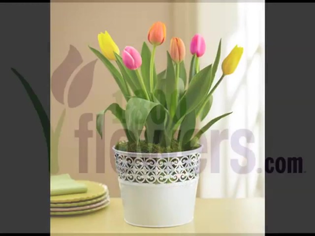 Color of Spring Tulips Garden Care & Handling Tips - image 10 from the video