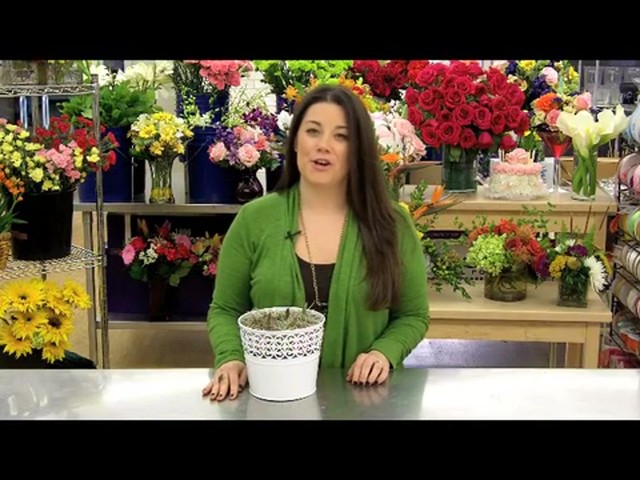 Color of Spring Tulips Garden Care & Handling Tips - image 2 from the video