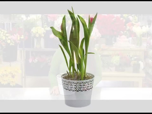 Color of Spring Tulips Garden Care & Handling Tips - image 7 from the video