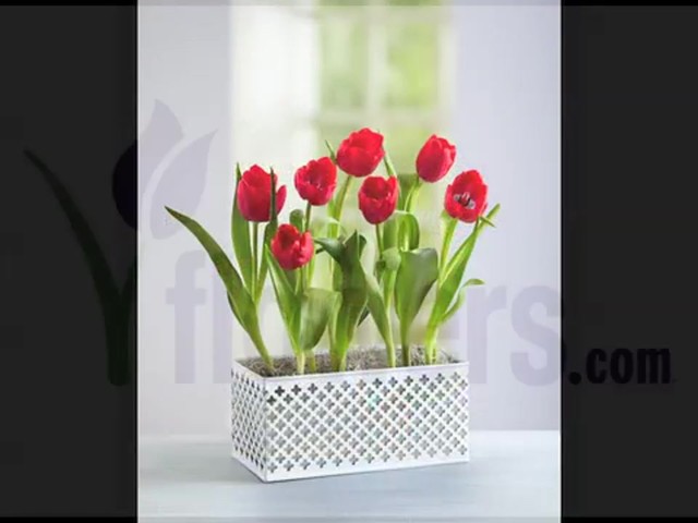 Red Tulip Garden Care & Handling Tips Video - image 10 from the video