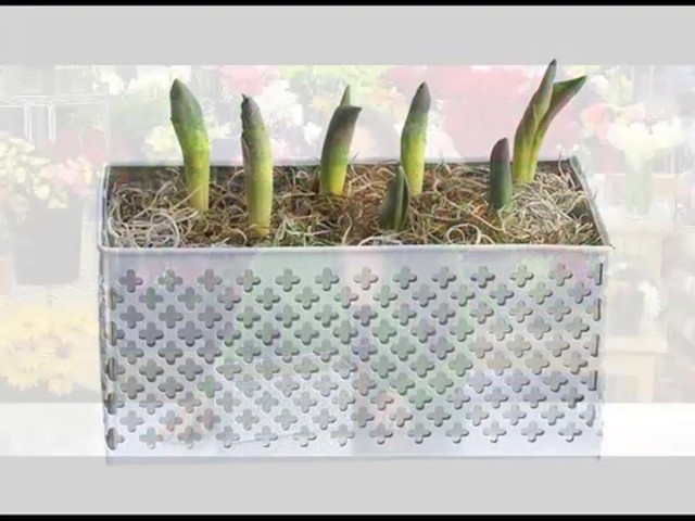 Red Tulip Garden Care & Handling Tips Video - image 4 from the video