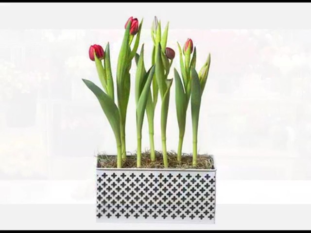 Red Tulip Garden Care & Handling Tips Video - image 7 from the video