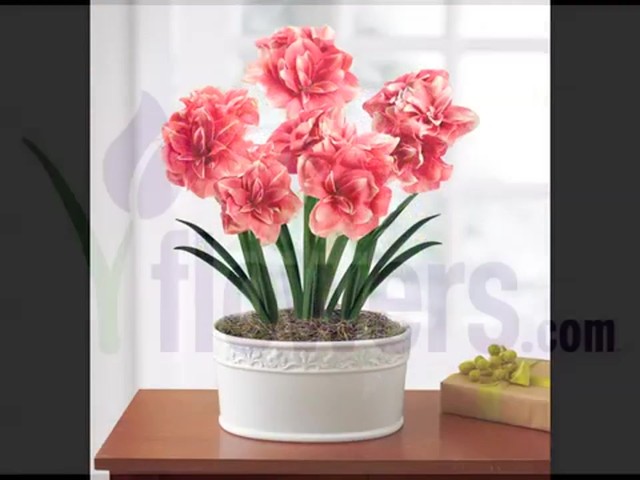 Double Dream Pink Amaryllis Garden Care & Handling Tips - image 10 from the video