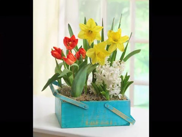 Spring Country Bulb Garden Care & Handling Tips Video - image 10 from the video