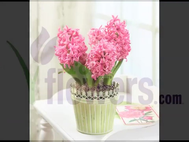Heavenly Hyacinth Garden Care & Handling Tips - image 10 from the video