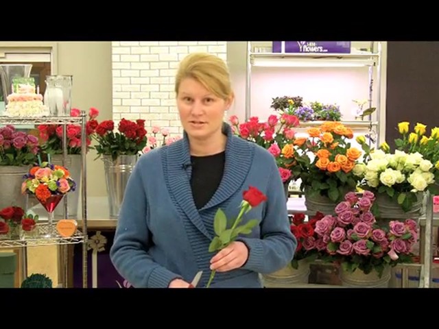 Top 10 Valentines Day Rose Care Tips Countdown  - image 7 from the video