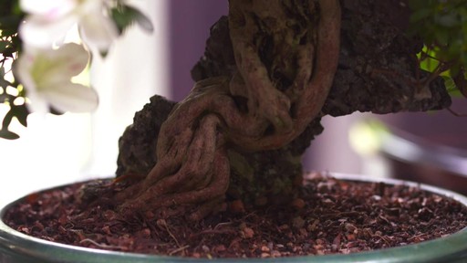 Bonsai Gift - image 1 from the video