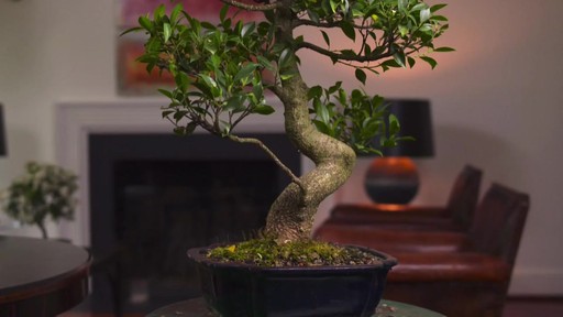 Bonsai Gift - image 4 from the video