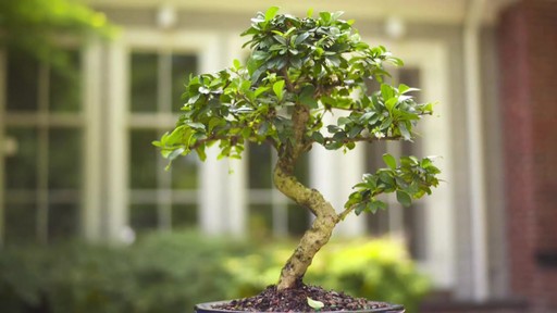 Bonsai Gift - image 6 from the video