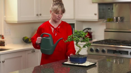Bonsai Care - image 3 from the video