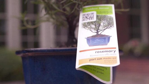 Bonsai Care - image 4 from the video