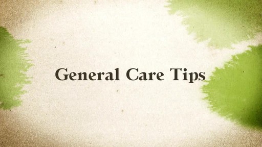 Bonsai Care - image 7 from the video