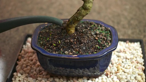 Bonsai Care - image 8 from the video
