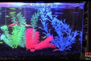 Tetra GloFish » AHPResources - ListPageResources